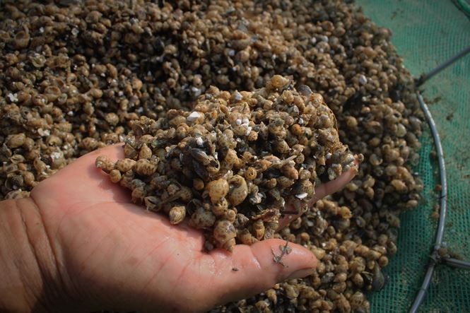 Bất lực nhìn ốc hương chết hàng loạt, dân nguy cơ mất trắng tiền tỷ - ảnh 11