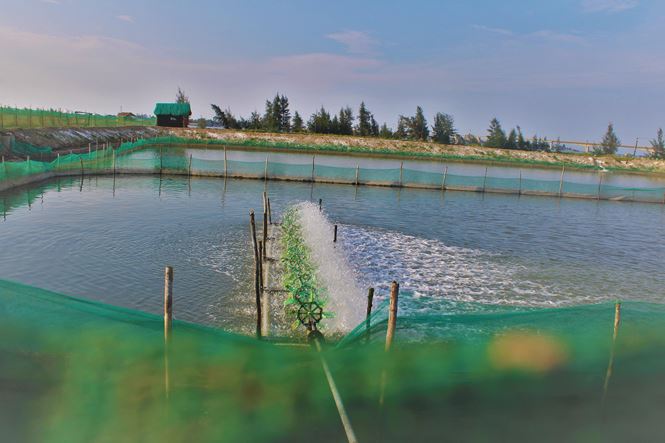 Bất lực nhìn ốc hương chết hàng loạt, dân nguy cơ mất trắng tiền tỷ - ảnh 14
