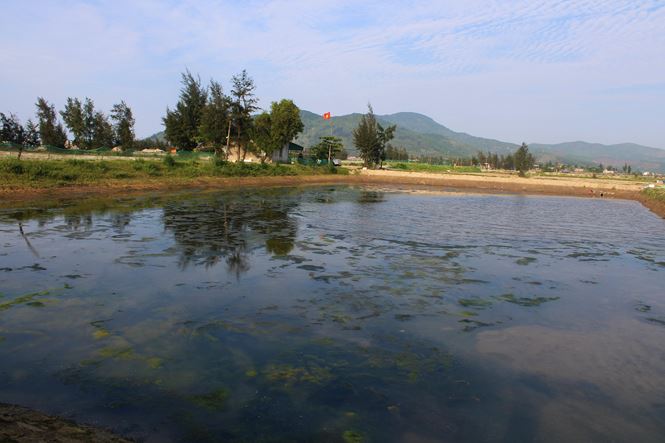 Bất lực nhìn ốc hương chết hàng loạt, dân nguy cơ mất trắng tiền tỷ - ảnh 13