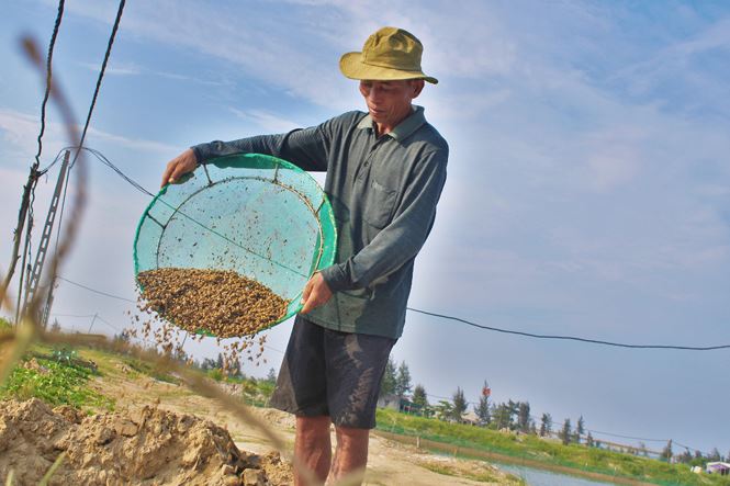 Bất lực nhìn ốc hương chết hàng loạt, dân nguy cơ mất trắng tiền tỷ - ảnh 9