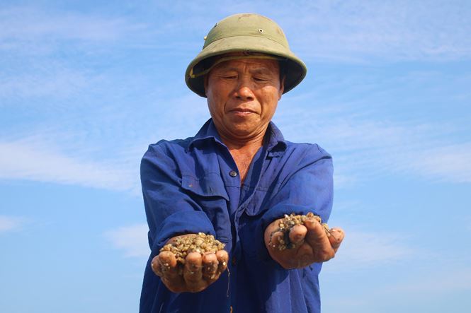 Bất lực nhìn ốc hương chết hàng loạt, dân nguy cơ mất trắng tiền tỷ - ảnh 7