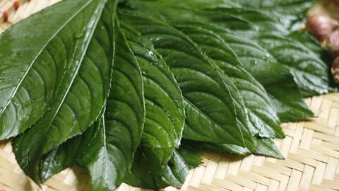 Thêm 1 loại lá chữa bệnh xương khớp cực tốt, đây là 7 bài thuốc chữa bệnh hữu hiệu tại nhà bạn nên biết