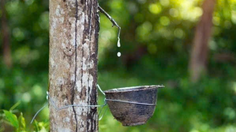 <a href="/kinh-doanh" title="Kinh doanh" rel="dofollow">Kinh doanh</a>