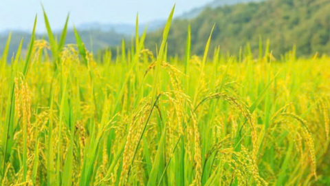 <a href="/kinh-doanh" title="Kinh doanh" rel="dofollow">Kinh doanh</a>