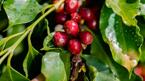 <a href="/kinh-doanh" title="Kinh doanh" rel="dofollow">Kinh doanh</a>