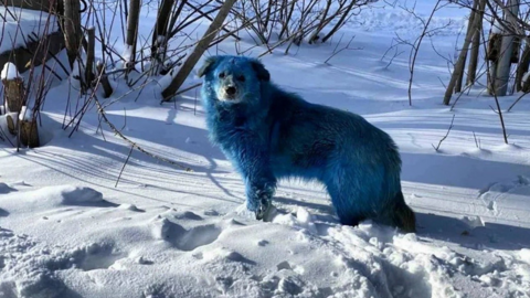 Bí ẩn chó hoang lông xanh xuất hiện tại thảm họa hạt nhân Chernobyl