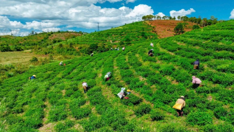 Xã Kon Plông (Quảng Ngãi): Hành trình kiến tạo điểm đến xanh giữa đại ngàn Tây Nguyên