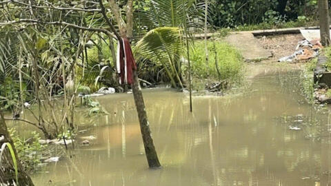 Truy tìm cá sấu bò vào vườn nhà dân khi triều cường ở Cần Thơ