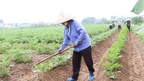 Thay đổi tập quán sử dụng thuốc bảo vệ thực vật - nền tảng để sản xuất rau an toàn, bền vững