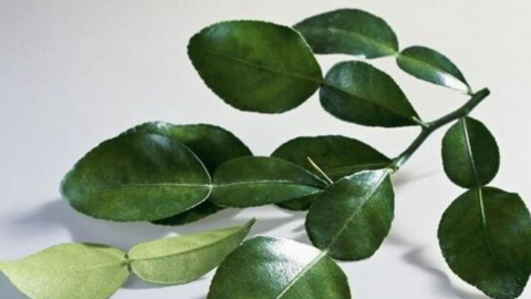 Lá chanh - vị thuốc quý trong mỗi gia đình