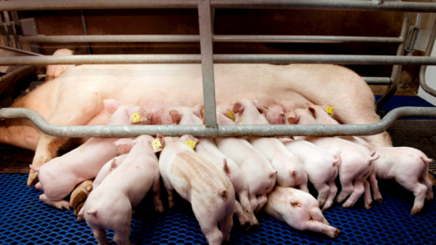 Giá heo hơi hôm nay 6/12: 3 miền tăng mạnh, chạm đỉnh 61.000 đồng/kg