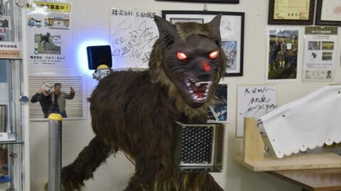 ‘Sói quái vật’ khiến gấu ‘chạy mất dép’ gây sốt toàn Nhật Bản