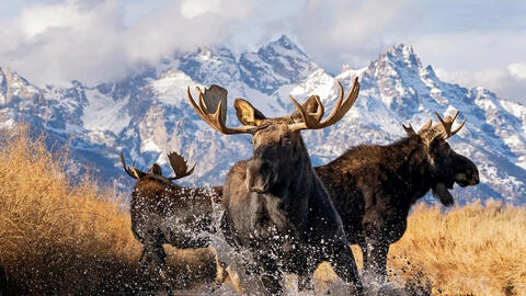 Bức ảnh cáo Bắc Cực xanh đẹp như cổ tích gây sốt cuộc thi ảnh 2025