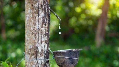 Giá cao su ngày 29/12: Thị trường thế giới đồng loạt đi lên