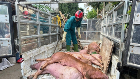 Dịch bệnh gia súc, gia cầm diễn biến phức tạp, gần 38.000 con bị tiêu hủy