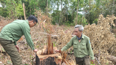 Tan hoang rừng biên giới Gia Lai, nhiều cây gỗ lớn bị đốn hạ