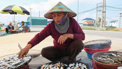 Thích thú trải nghiệm mùa cá trích ở Nghệ An