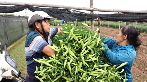 Người trồng hoa Tây Tựu vào mùa thu hoạch loa kèn