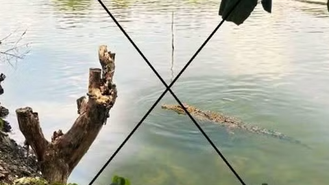 Sử dụng AI tạo hình cá sấu nổi trên sông gây hoang mang dư luận