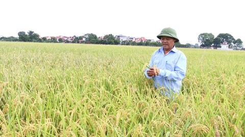 Hà Nội mở rộng vùng nguyên liệu, nâng tầm gạo xuất khẩu