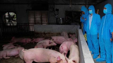 Ngăn nguy cơ xâm nhập chủng vi rút lở mồm long móng mới trên gia súc