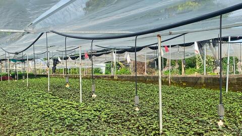Người dân phường Tây Tựu giữ vừng nghề trồng rau truyền thống