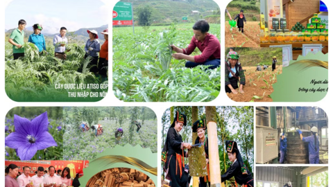 Lào Cai thúc đẩy phát triển dược liệu chiến lược gắn với chế biến sâu, du lịch và chuyển đổi số