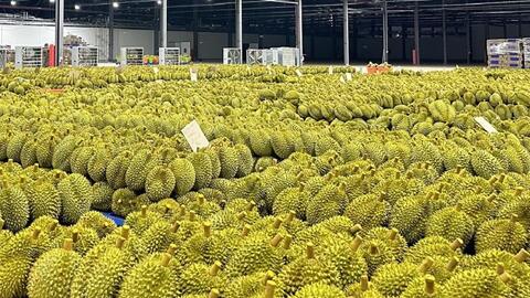 Ngành rau quả lần đầu vượt 1 tỉ USD/tháng, cảnh báo từ việc thu hồi mã số vùng trồng