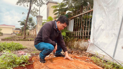 Tỉnh Gia Lai yêu cầu làm rõ vụ hàng loạt cây cổ thụ tại trụ sở xã bị cưa hạ