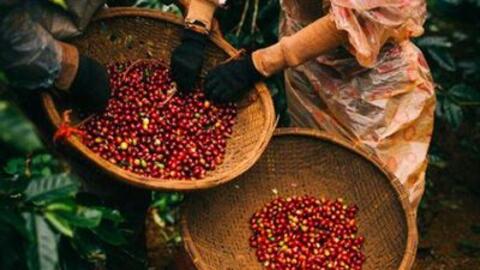 Một 'ông lớn' phải tạm dừng xuất khẩu cà phê vì thiên tai