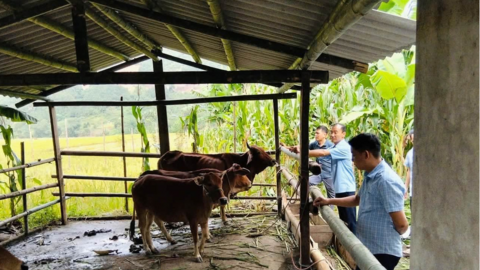 Phong Dụ Thượng hỗ trợ sinh kế cho 37 hộ nghèo
