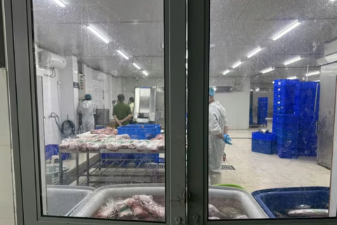 Bàng hoàng thủ đoạn bơm tinh chất vào thịt trâu để tạo vân giống thịt bò WAGYU nhập khẩu