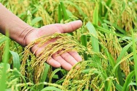 Giá lúa gạo hôm nay 28/10: Xuất khẩu tăng giảm trái chiều, gạo Việt Nam hướng mốc kỷ lục