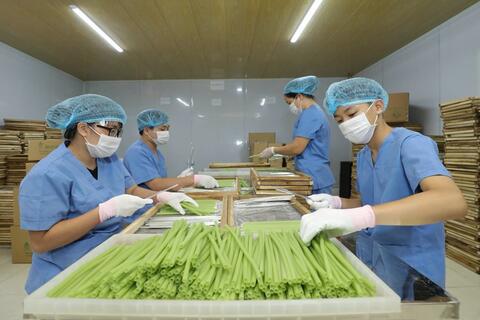 Thiên Lộc kiến tạo nông nghiệp sinh thái ven sông Hồng