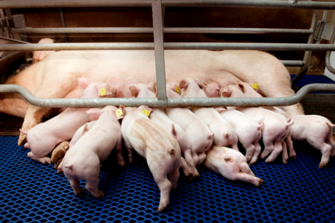 Giá heo hơi hôm nay 6/12: 3 miền tăng mạnh, chạm đỉnh 61.000 đồng/kg