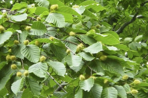 <a href="/thoi-su" title="Thời sự" rel="dofollow">Thời sự</a>