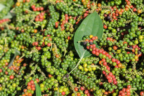 Giá tiêu hôm nay 13/1: Thị trường nội địa đi ngang, giá thế giới giảm mạnh đến 2,18%