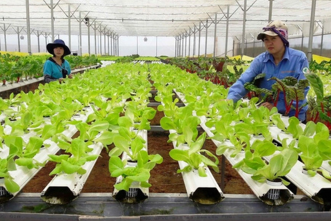 Vai trò của hợp tác xã đối với an sinh xã hội: Kinh nghiệm quốc tế và hàm ý cho Việt Nam