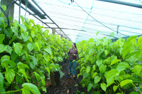 Làm giàu với loại cây “đếm lá, tính tiền”