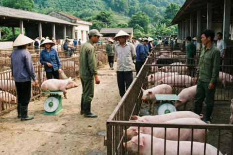 Giá heo hơi hôm nay 7/2: Miền Bắc giữ đỉnh, toàn quốc neo cao