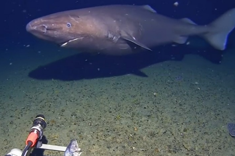 Lần đầu phát hiện cá mập ở vùng biển 'gần như đóng băng' tại Nam Cực