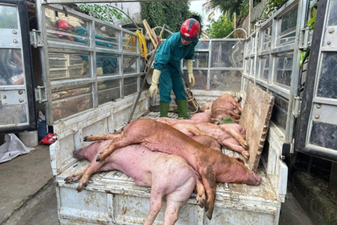 Dịch bệnh gia súc, gia cầm diễn biến phức tạp, gần 38.000 con bị tiêu hủy