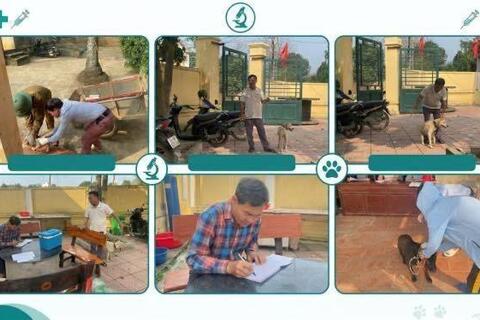 Xử lý 2 ổ dịch bệnh dại trên đàn chó tại xã Hòa Lạc và xã Hạ Bằng