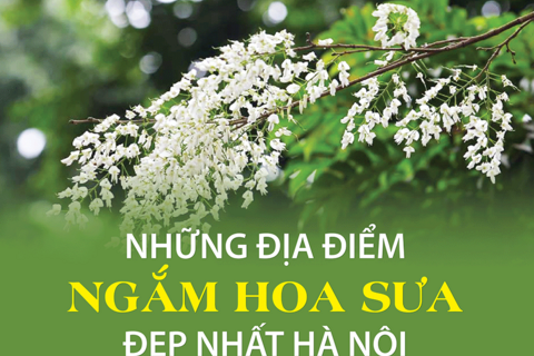Những địa điểm ngắm hoa sưa đẹp nhất Hà Nội