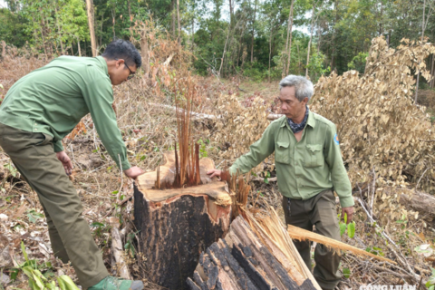 Tan hoang rừng biên giới Gia Lai, nhiều cây gỗ lớn bị đốn hạ
