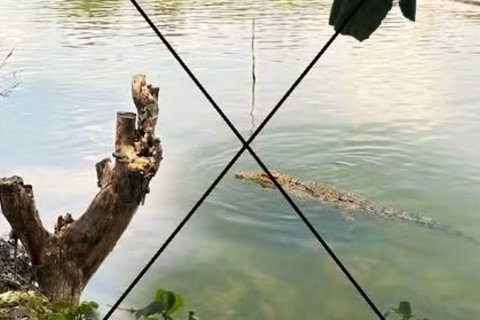 Sử dụng AI tạo hình cá sấu nổi trên sông gây hoang mang dư luận