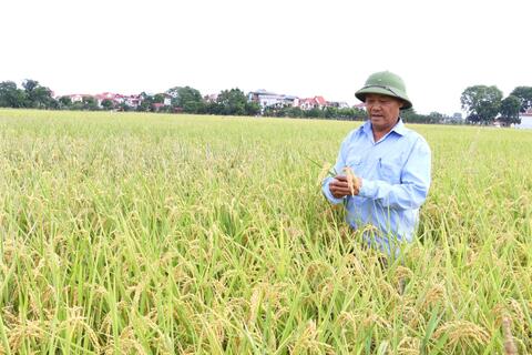 Hà Nội mở rộng vùng nguyên liệu, nâng tầm gạo xuất khẩu
