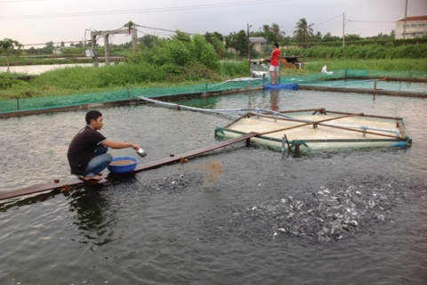 TP. Cần Thơ phát triển nuôi trồng thủy sản bền vững