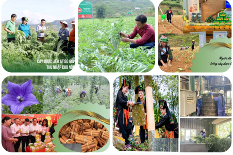 Lào Cai thúc đẩy phát triển dược liệu chiến lược gắn với chế biến sâu, du lịch và chuyển đổi số