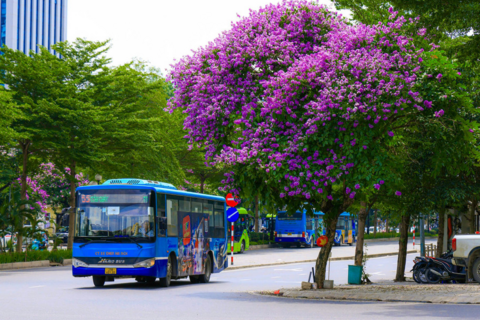 Hoa bằng lăng tím ‘đua nhau’ khoe sắc khắp phố phường Hà Nội
